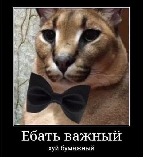 СМС млекопитающее усы