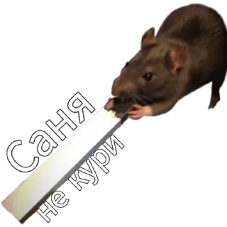 Стикер It's Kenga - 6