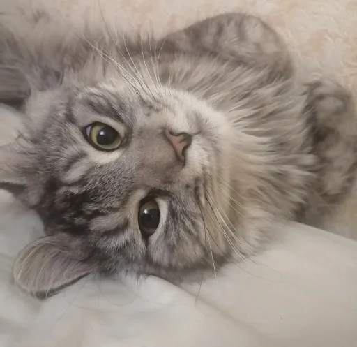 животное кошка млекопитающее