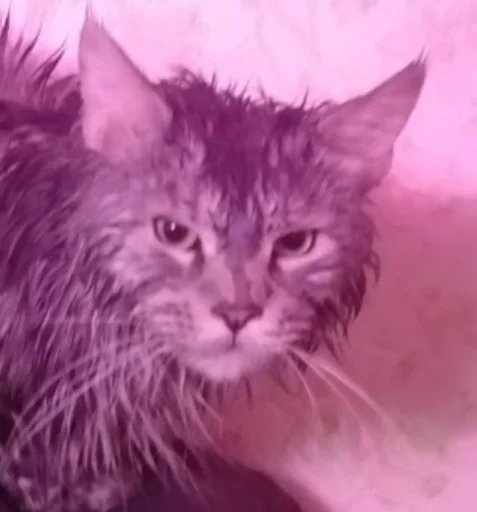 @TgEmodziBot Левиафан. Можно просто Царь. - животное