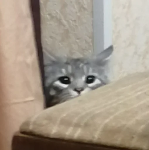 животное кошка кошки малого и среднего размера