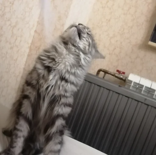 animal small to medium-sized cats felidae