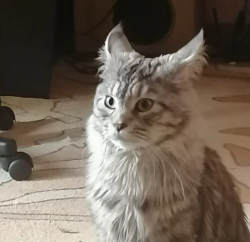 animal cat small to medium-sized cats