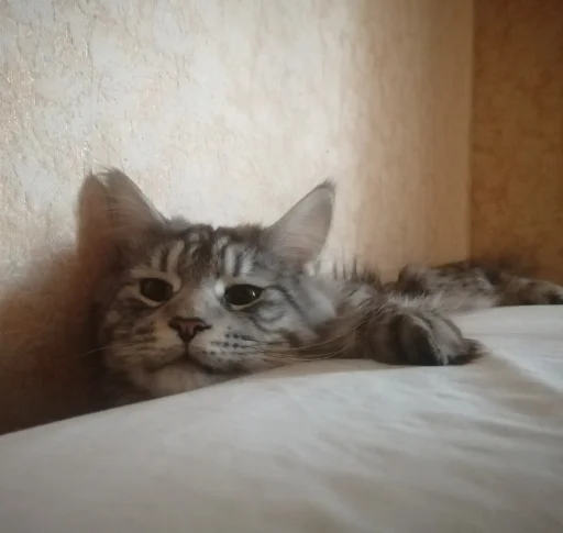 комнатный животное млекопитающее