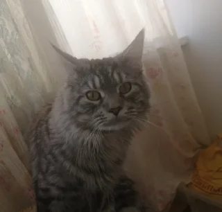 indoor cat small to medium-sized cats