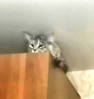 cat small to medium-sized cats mammal