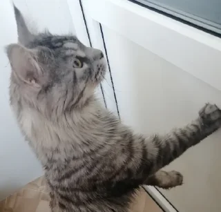 small to medium-sized cats animal felidae