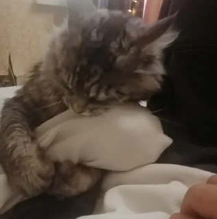 indoor small to medium-sized cats felidae