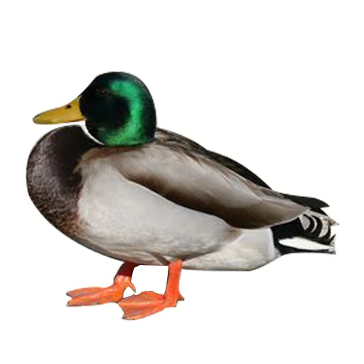 Sticker Three hundred ducks - 7