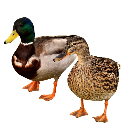 Sticker Three hundred ducks - 5