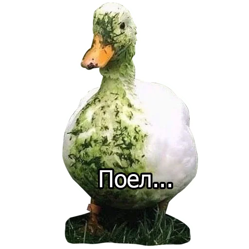 Sticker Three hundred ducks - 3