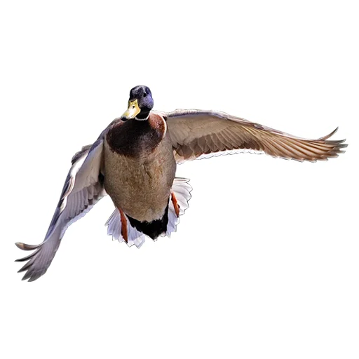 Sticker Three hundred ducks - 1