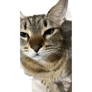 Стикер Thug 52 - 9