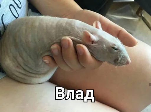 animal mammal rodent