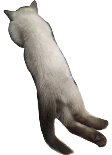 animal mammal small to medium-sized cats