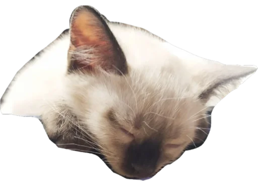 animal domestic cat cat