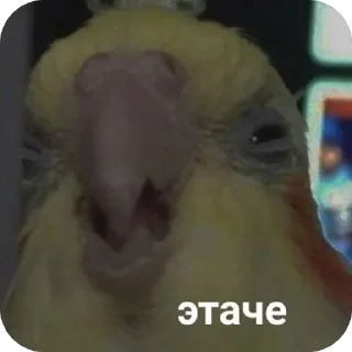 Стикер TidaStic - 11