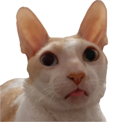 Sticker Tiger_without_background - 1