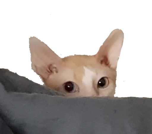 Sticker Tiger_without_background - 1