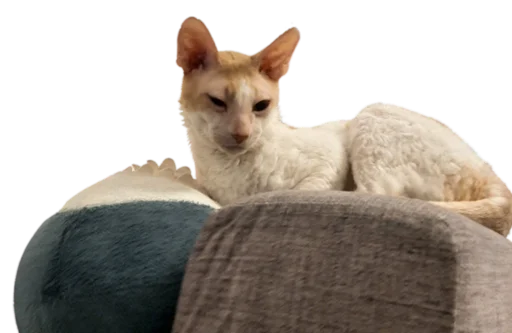 Sticker Tiger_without_background - 1