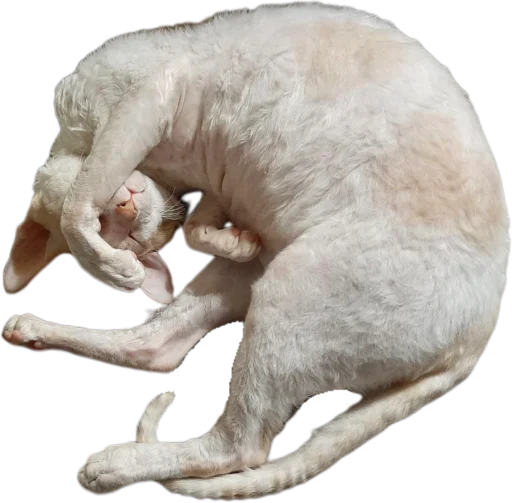 Sticker Tiger_without_background - 1