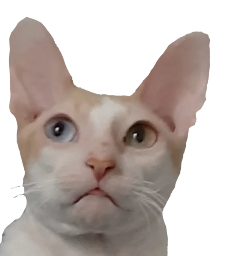 Sticker Tiger_without_background - 1