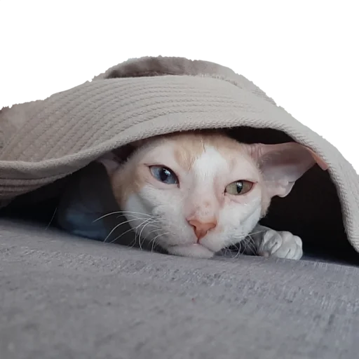 Sticker Tiger_without_background - 1