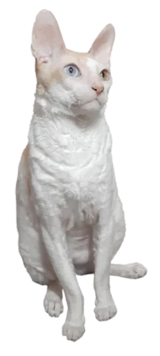 Sticker Tiger_without_background - 1