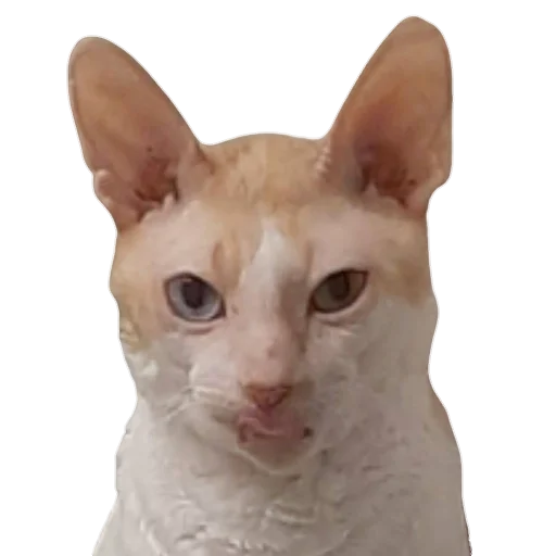 Sticker Tiger_without_background - 1