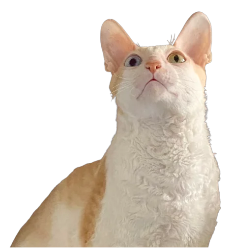 Sticker Tiger_without_background - 1