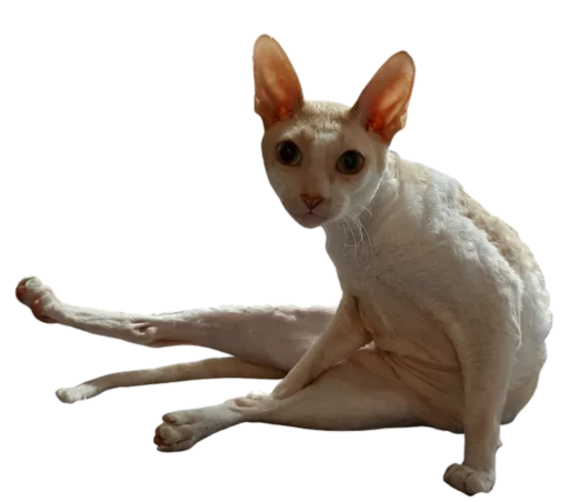 Sticker Tiger_without_background - 1