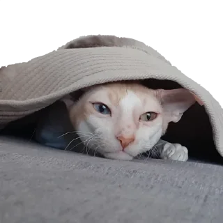 Sticker Тигр - 6