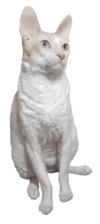 Sticker Тигр - 3