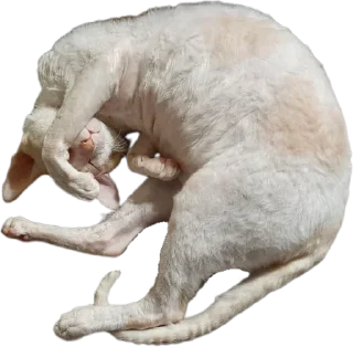 Sticker Тигр - 8