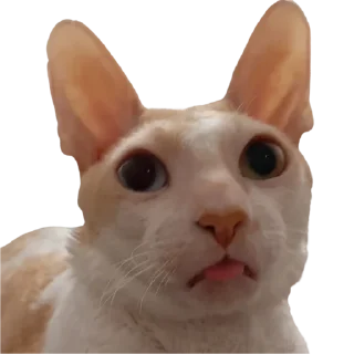 Sticker Тигр - 11