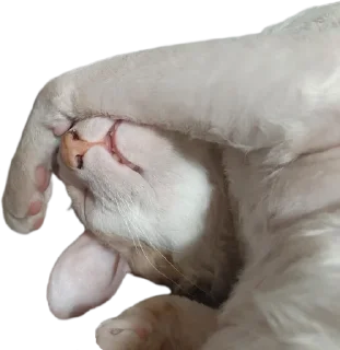 Sticker Тигр - 4