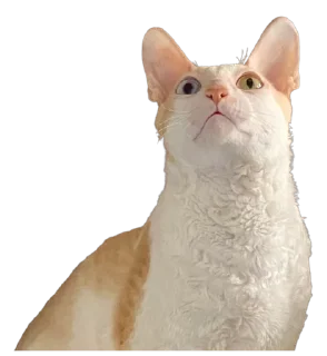 Sticker Тигр - 1