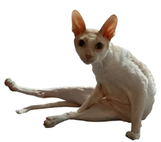 Sticker Тигр - 0