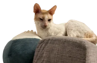 Sticker Тигр - 9