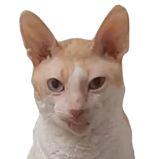 Sticker Тигр - 2