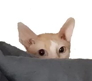 Sticker Тигр - 10