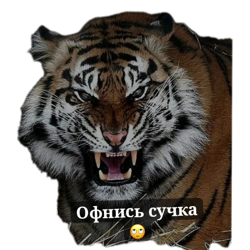 Sticker TigraStikery - 1