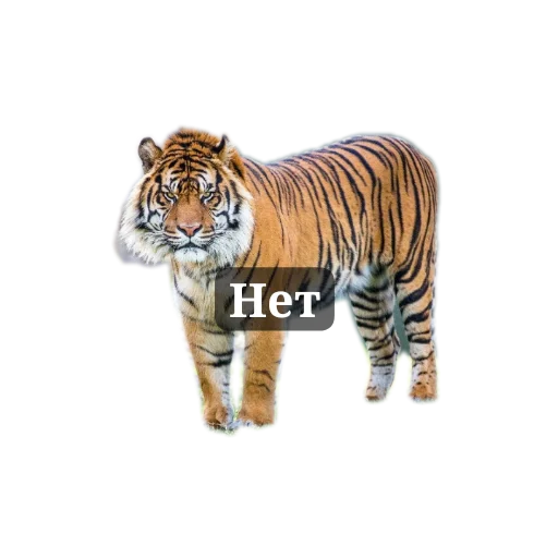 Sticker TigraStikery - 1