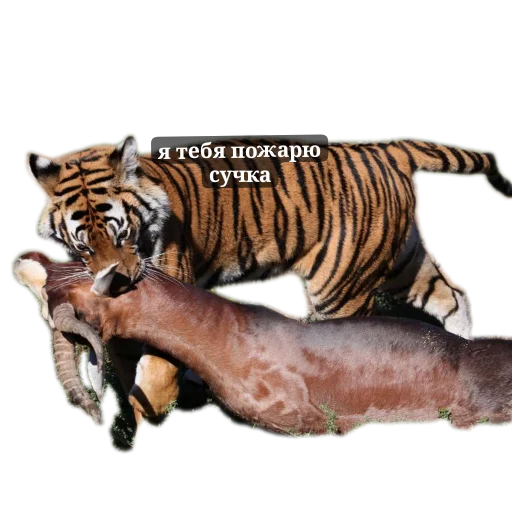 Sticker TigraStikery - 1