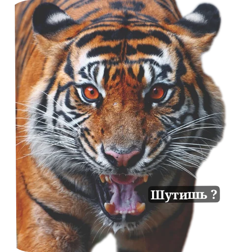 Тигра стикеры - 