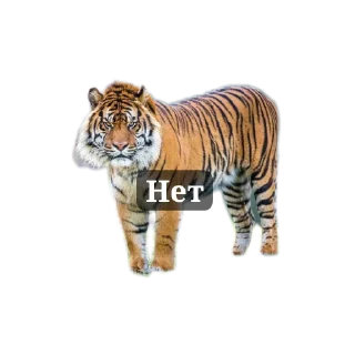 Sticker Тигра стикеры - 2