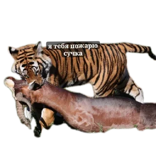 Sticker Тигра стикеры - 1