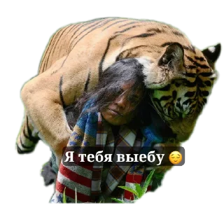 Sticker Тигра стикеры - 4