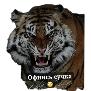 Sticker Тигра стикеры - 5