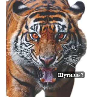 Sticker Тигра стикеры - 0